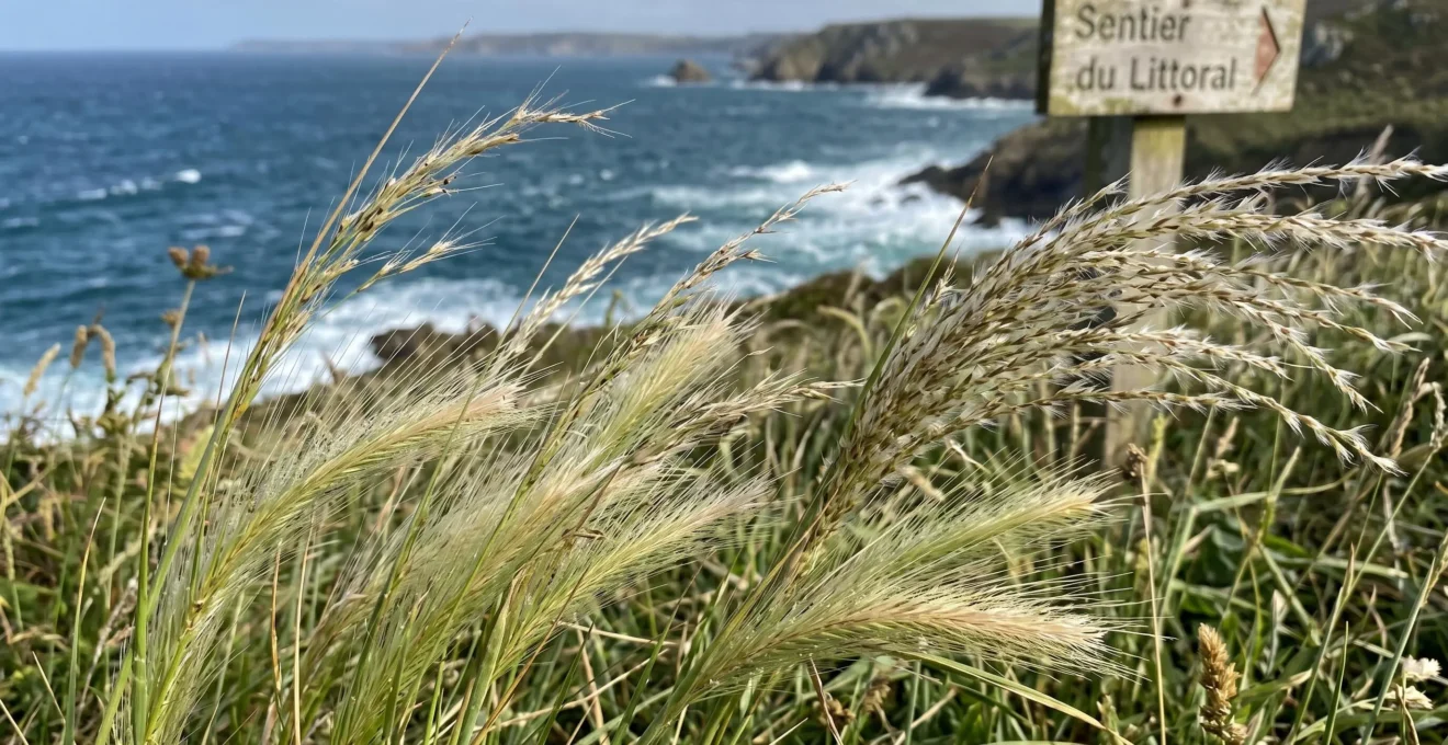 Gros plan de graminées ornementales côtières (Stipa, Miscanthus) résistant au vent marin, océan flouté en arrière-plan